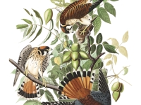 plate-142-american-sparrow-hawk