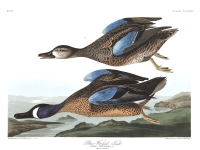 plate-313-blue-winged-teal